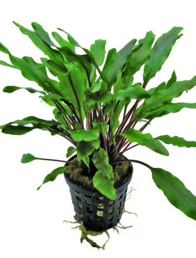 CRYPTOCORYNE MIXED 5 CM POT