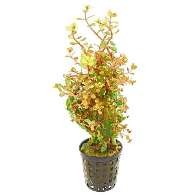 ROTALA ORANGE JUICE 5 CM POT