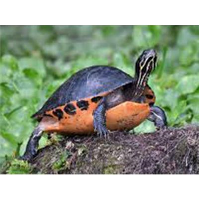 BROSCUTA PSEUDEMYS NELSONI