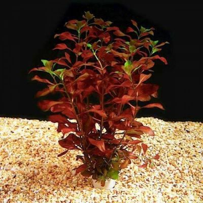 LUDWIGIA MULLERTII ECO BUNCH
