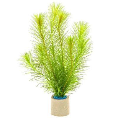 MAYACA SELLOWINIANA ECO BUNCH