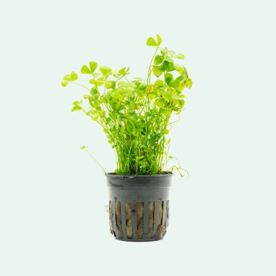 MARSILEA CRENATA 5 CM POT - N