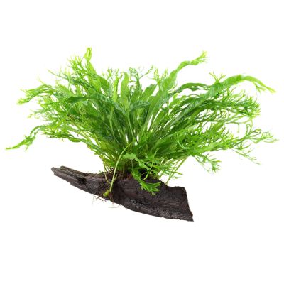 WOOD MICROSORIUM WINDELOV SIZE XS