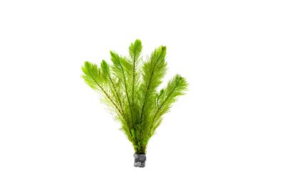 MYRIOPHYLLUM TENTRANDUM ECO BUNCH