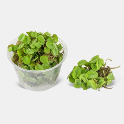 SALVINIA MINIMA CUP