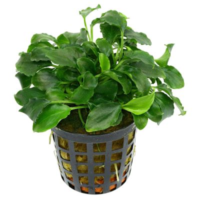 SCHISMATOGLOTTIS PRIETOI 5 CM POT