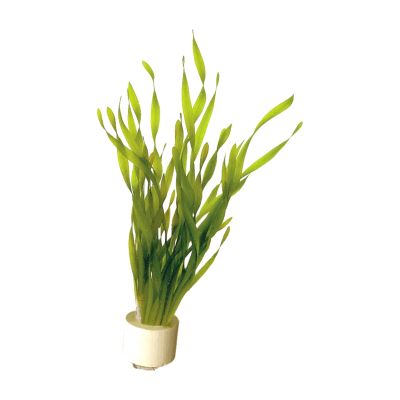 VALLISNERIA TORTA ECO BUNCH - N