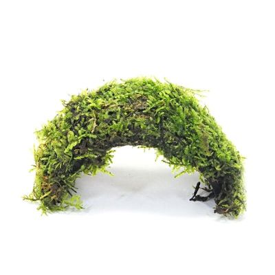 DECO COCONUT VESICULARIA 10X12X7CM - N