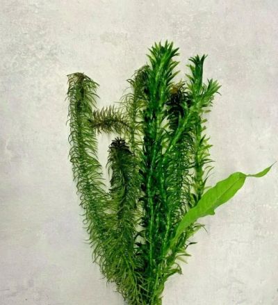 COLDWATERMIX ECO BUNCH