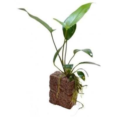 DECO STONE L ANUBIAS 15X8X5CM