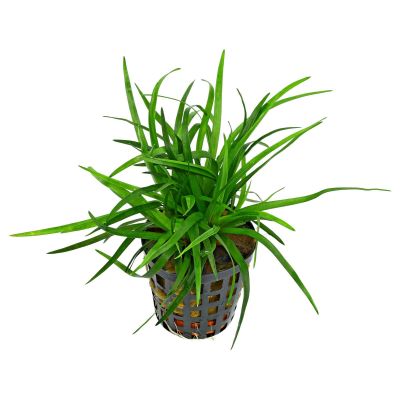 ERIOCAULON SP. VIETNAM 5 CM POT - N