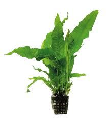 MICROSORIUM PTR. LATIFOLIA 5 CM POT