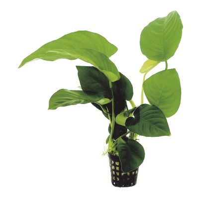 ANUBIAS MIXED 5 CM POT