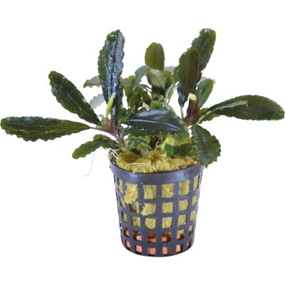 BUCEPHALANDRA LAMANDAU 5 CM POT