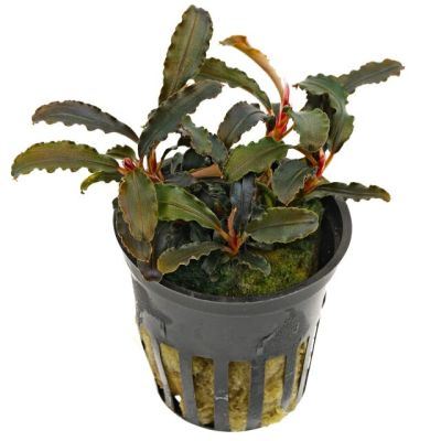 BUCEPHALANDRA KEDAGANG 5 CM POT - N