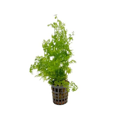 CERATOPTERIS SILIQUOSA 5 CM POT