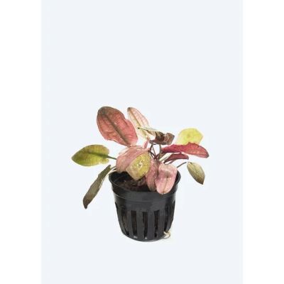 CRYPTOCORYNE FLAMINGO 5 CM POT