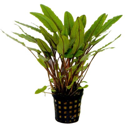 CRYPTOCORYNE PETCHII 5 CM POT - N