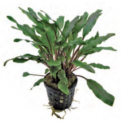 CRYPTOCORYNE UNDULATUS GREEN 5 CM POT