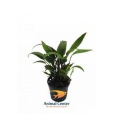 CRYPTOCORYNE WALKERI 5 CM POT