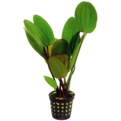 ECHINODORUS COMPACTA 5 CM POT