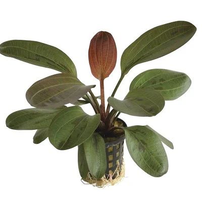 ECHINODORUS "HADI RED PEARL" 5 CM POT - N