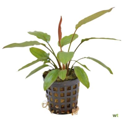 ECHINODORUS PURPUREA 5 CM POT - N