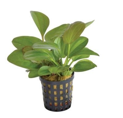 ECHINODORUS MIDI FLEUR 5 CM POT - N