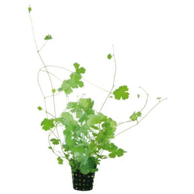 HYDROCOTYLE TRIPARTITA 5 CM POT - N