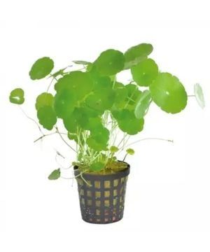HYDROCOTYLE VERTICILLATA 5 CM POT - N