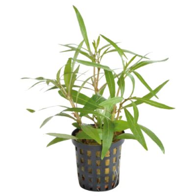 HYGROPHILA LANCEA 5 CM POT - N