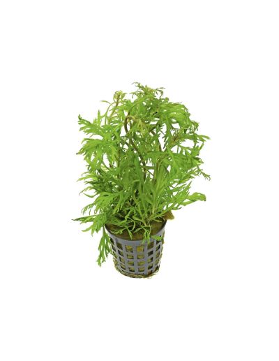 HYPTIS LACINIATA 5 CM POT - N