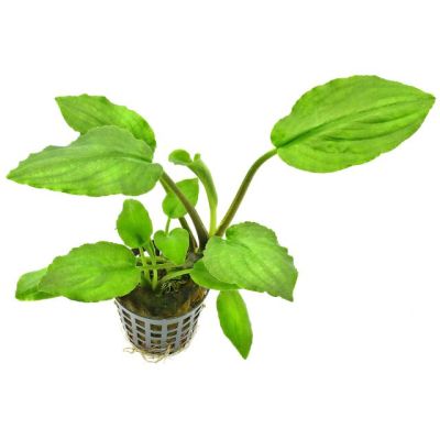 LAGENANDRA MEEBOLDII GREEN 5 CM POT - N