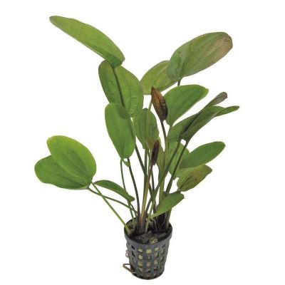 ECHINODORUS CHRILENI 8 CM POT