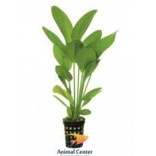 ECHINODORUS HARBII 8 CM POT