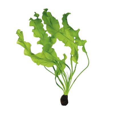 APONOGETON ULVACEUS BULB+LEAF