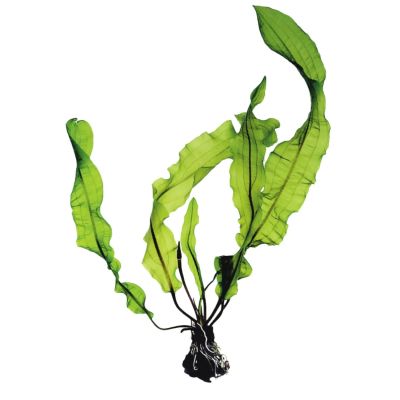 APONOGETON LONGIPLUMULOSIS BULB+LEAF