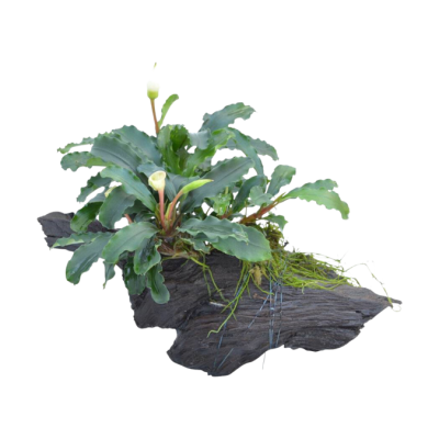 WOOD BUCEPHALANDRA SIZE XS