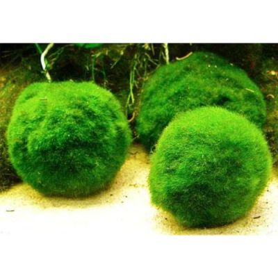 CUP CHLADOFLORA SS, 6 PIECES - N