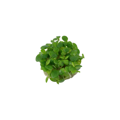 LIMNOBIUM LEAVIGATUM CUP