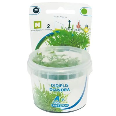 EASY GROW DIDIPLIS DIANDRA NR 29 - N