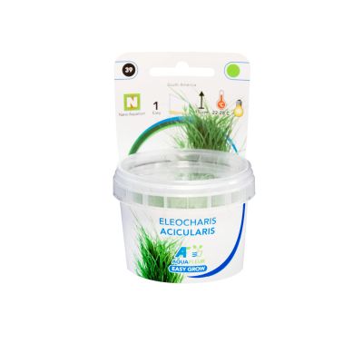 EASY GROW ELEOCHARIS ACICULARIS NR 39 - N