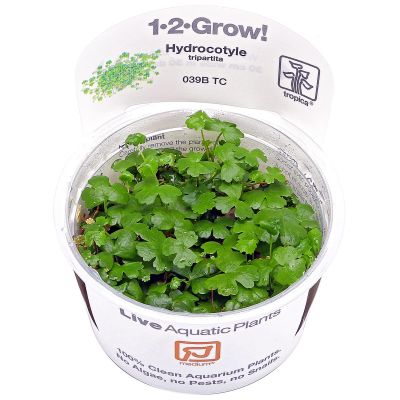 EASY GROW HHYDROCOTYLE TRIPARTITA NR 51 - N