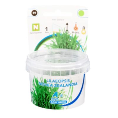 EASY GROW LILAEOPSIS NOVEA-ZEALANDIS NR 59 - N