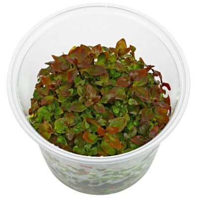 EASY GROW LUDWIGIA PALUSTRIS MINI SUPER RED NR 73-N