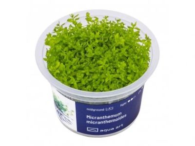 EASY GROW MICR. MICRANTHEMOIDES NR 79 - N