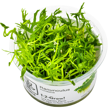 EASY GROW RANUNCULUS INUNDATUS NR 95 - N