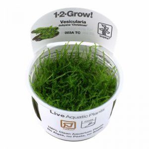 EASY GROW RICCIA FLUITANS NR 97 - N