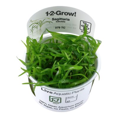 EASY GROW SAGITTARIA SUBULATA NR 109 - N