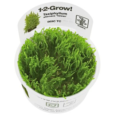 EASY GROW TAXIPHYLLUM ALTERNANS NR 112 - N